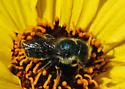 Colorado Mason Bee - photo 3