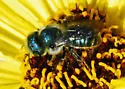 Colorado Mason Bee - photo 4