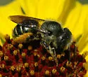 Colorado Mason Bee - photo 5