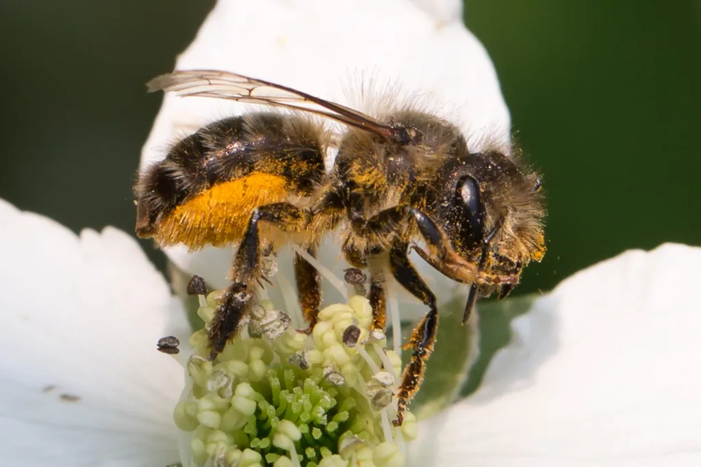 Hornfaced Bee - photo 2