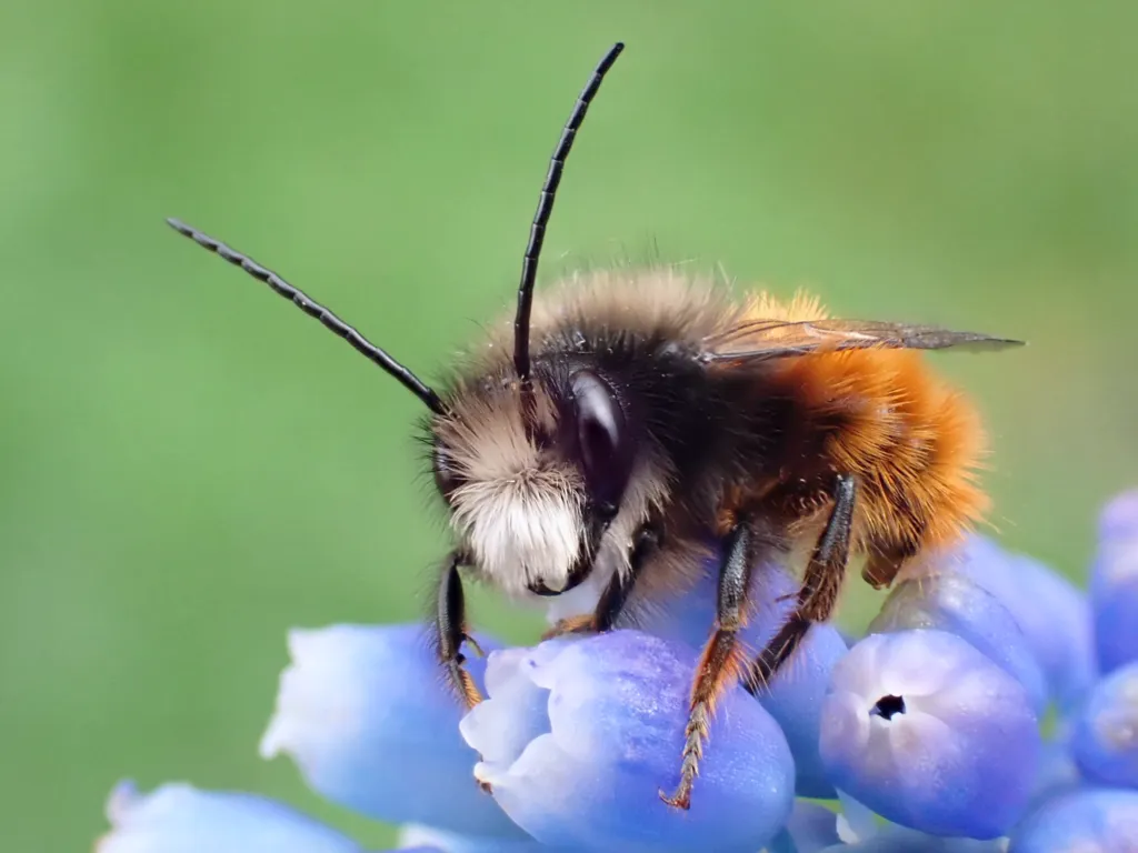 Osmia cornuta - photo 2