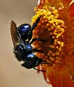Osmia cyanella - photo 2