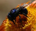 Osmia cyanella - photo 4