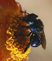 Osmia cyanella - photo 5