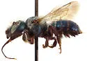 Osmia dakotensis - photo 2