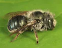 Osmia distincta - Osmia distincta
