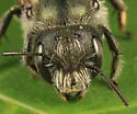 Osmia distincta - photo 2