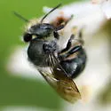Osmia distincta - photo 3