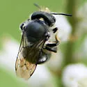 Osmia distincta - photo 4