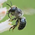 Osmia distincta - photo 5
