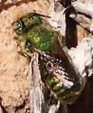 Osmia foxi - Osmia foxi