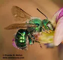 Osmia foxi - photo 2