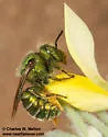 Osmia foxi - photo 3