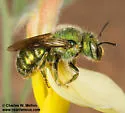 Osmia foxi - photo 4