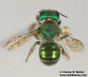 Osmia foxi - photo 5