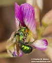 Osmia gaudiosa - Osmia gaudiosa