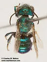 Osmia gaudiosa - photo 2