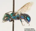 Osmia gaudiosa - photo 3