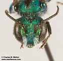 Osmia gaudiosa - photo 4