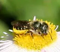 Georgia Mason Bee