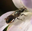 Osmia glauca - Osmia glauca