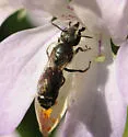 Osmia glauca - photo 2
