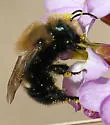 Osmia integra - photo 2