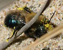 Osmia integra - photo 3