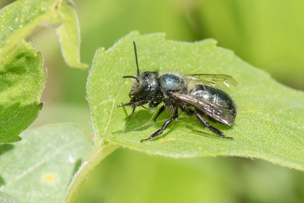 Blue Orchard Bee - photo 2