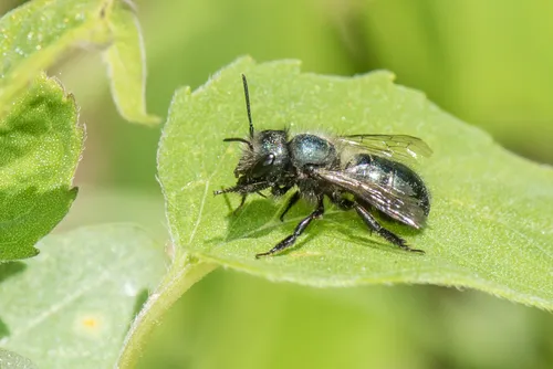 Blue Orchard Bee - photo 3