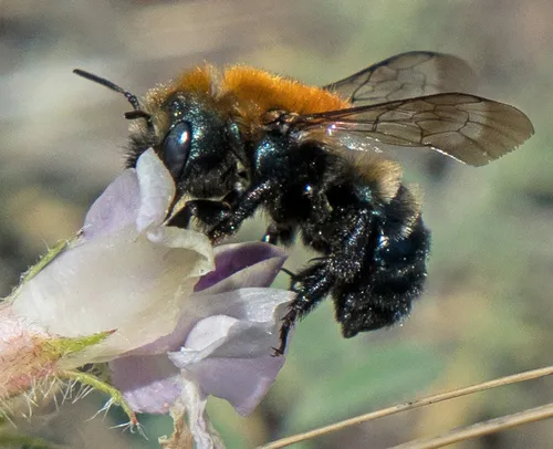 Osmia longula