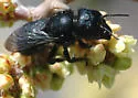 Osmia montana