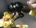 Osmia montana - photo 2
