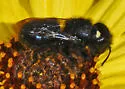 Osmia montana - photo 3
