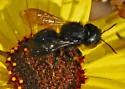 Osmia montana - photo 4