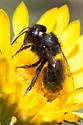 Osmia montana - photo 5