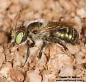Osmia palmula - photo 3