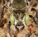 Osmia palmula - photo 4