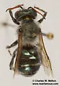 Osmia palmula - photo 5