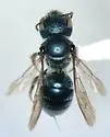 Osmia pumila - Osmia pumila