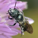 Osmia pumila - photo 2
