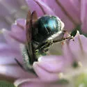 Osmia pumila - photo 3