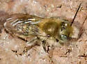 Osmia pumila - photo 4