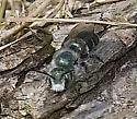 Osmia subfasciata - photo 2