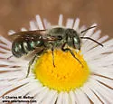 Osmia subfasciata - photo 3
