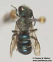 Osmia subfasciata - photo 4