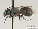 Osmia subfasciata - photo 5