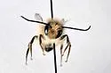 Taurus Mason Bee - photo 2