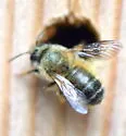 Taurus Mason Bee - photo 3