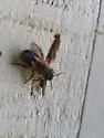 Taurus Mason Bee - photo 4